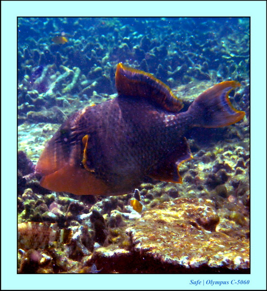 2005 - 08 - Redang  - 161.JPG